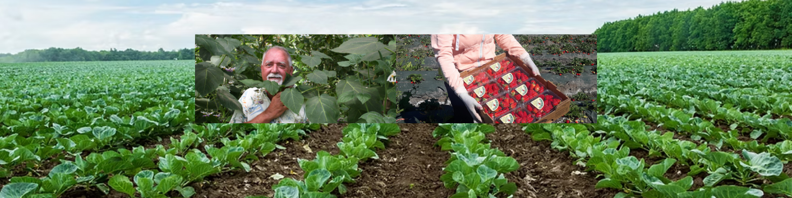 A&A Organic Farms banner