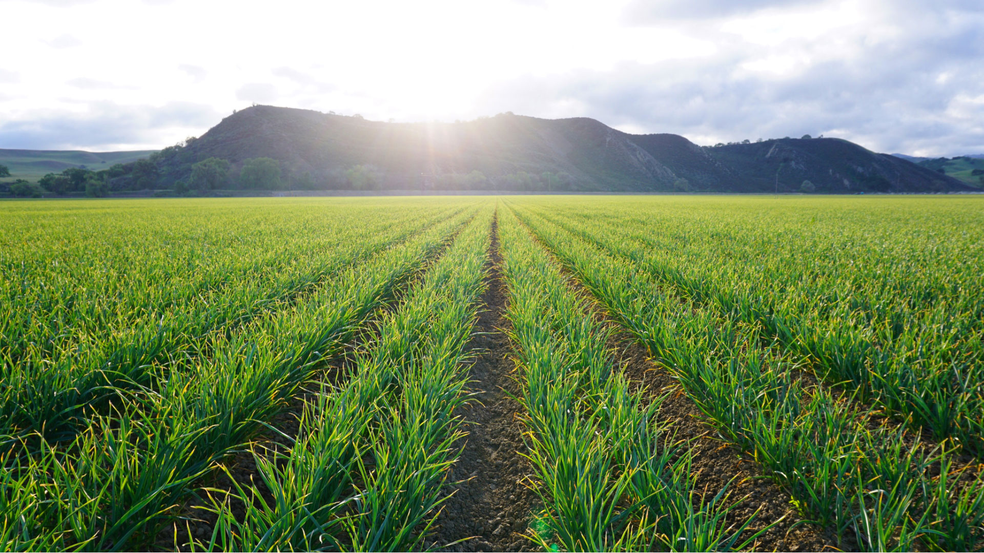Christopher Ranch banner