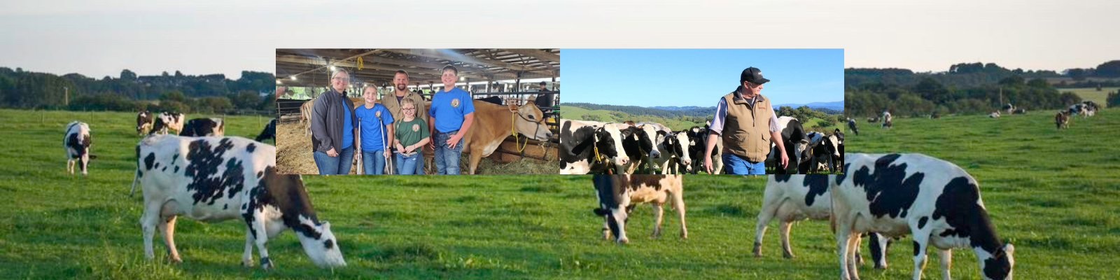 Clover Stornetta Farms banner