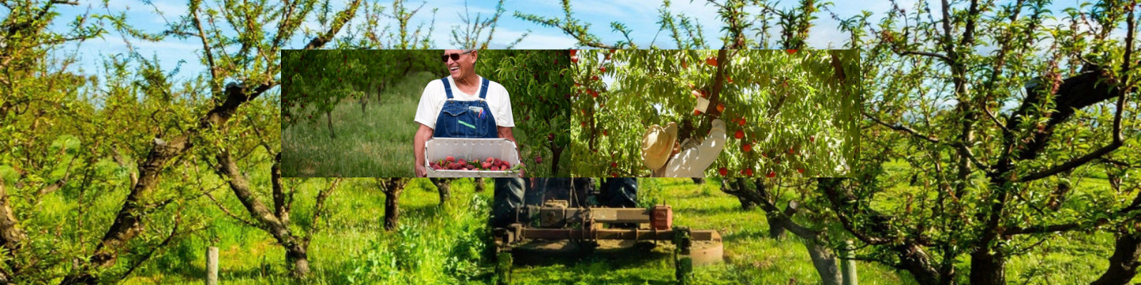 Frog Hollow Farm banner