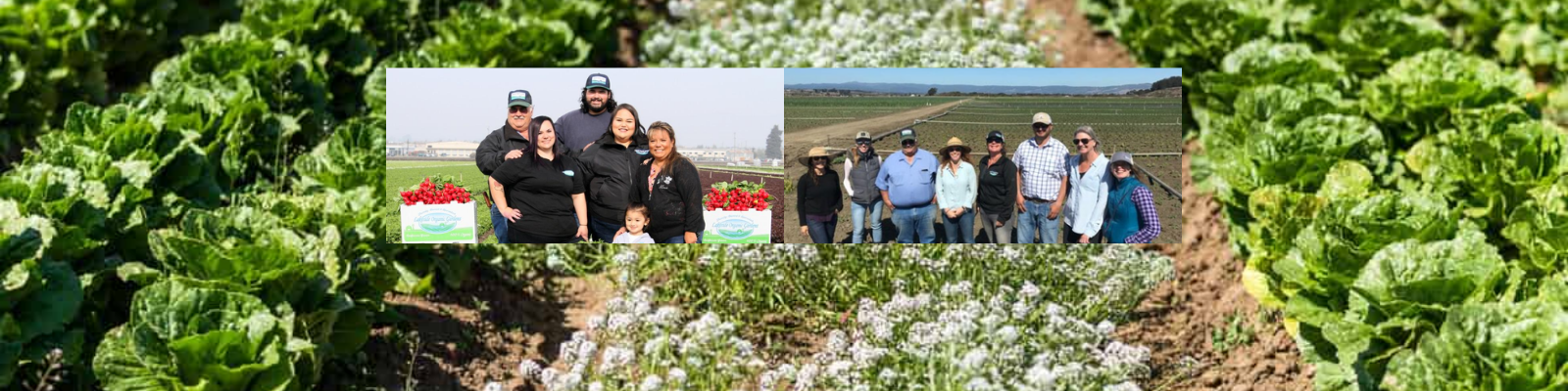 Lakeside Organic Gardens banner