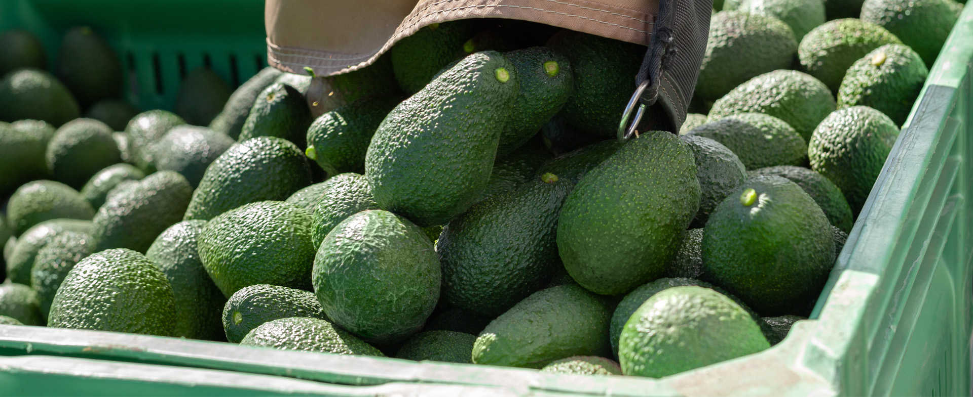 Calavo Growers banner