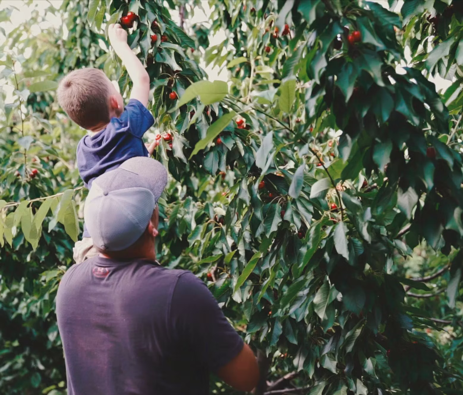 Dwelley Family Farms banner
