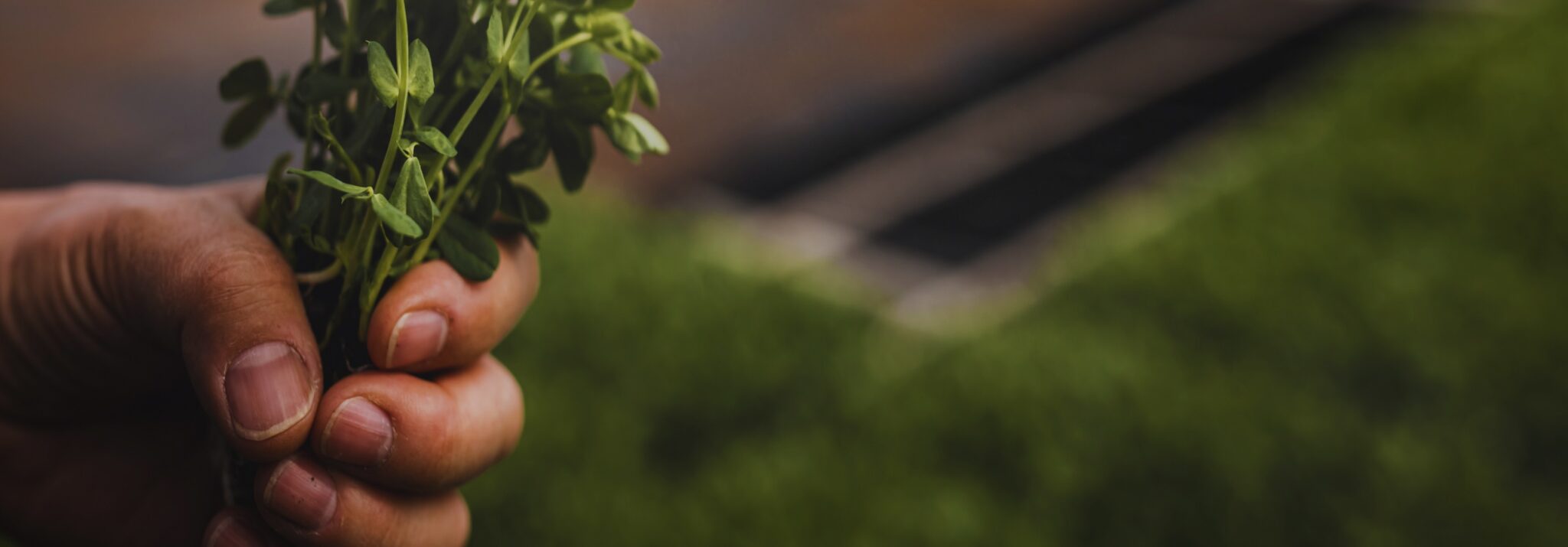 Fresh Origins banner