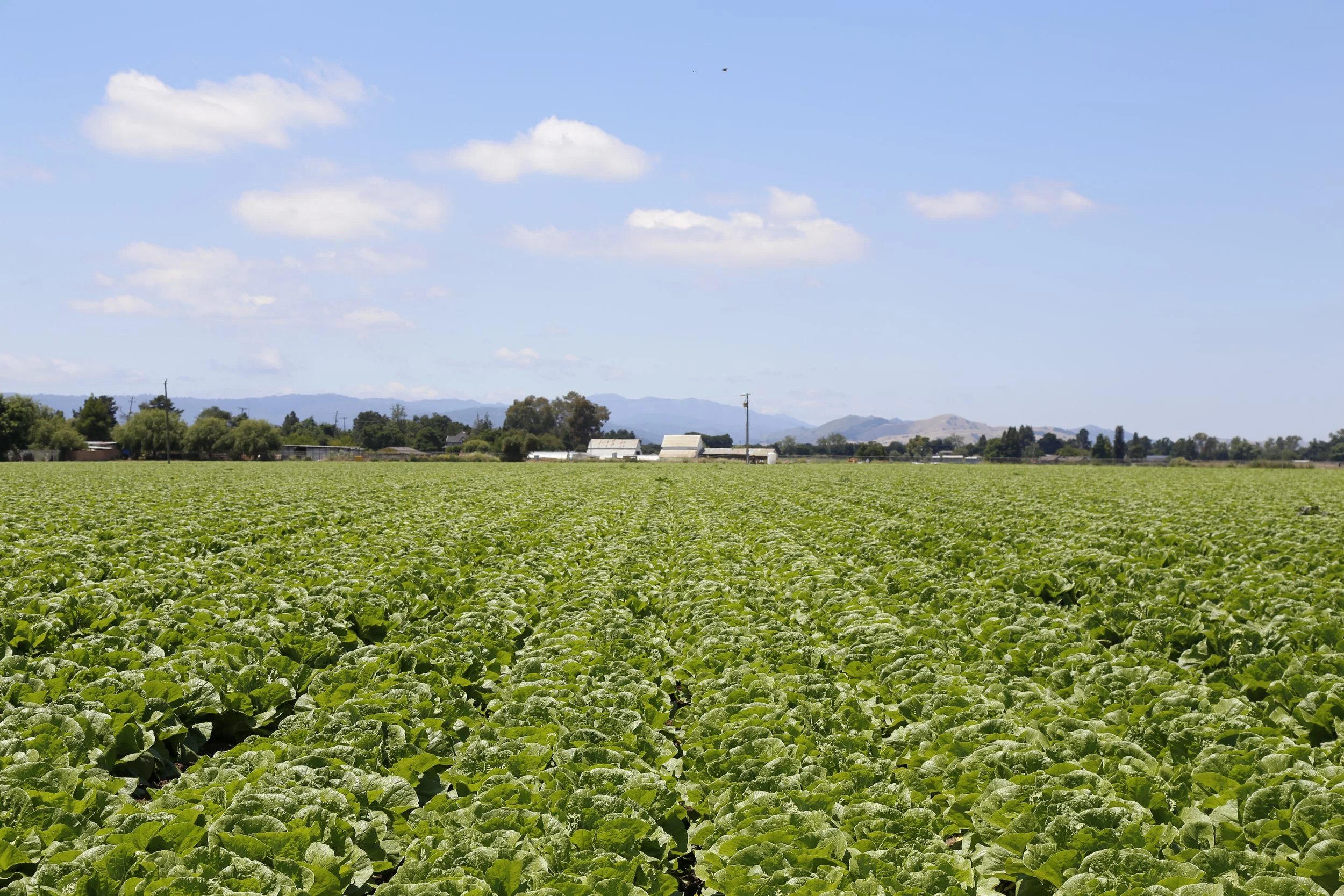 Hitchcock Farms banner