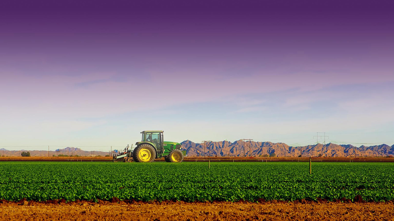 Ippolito International banner