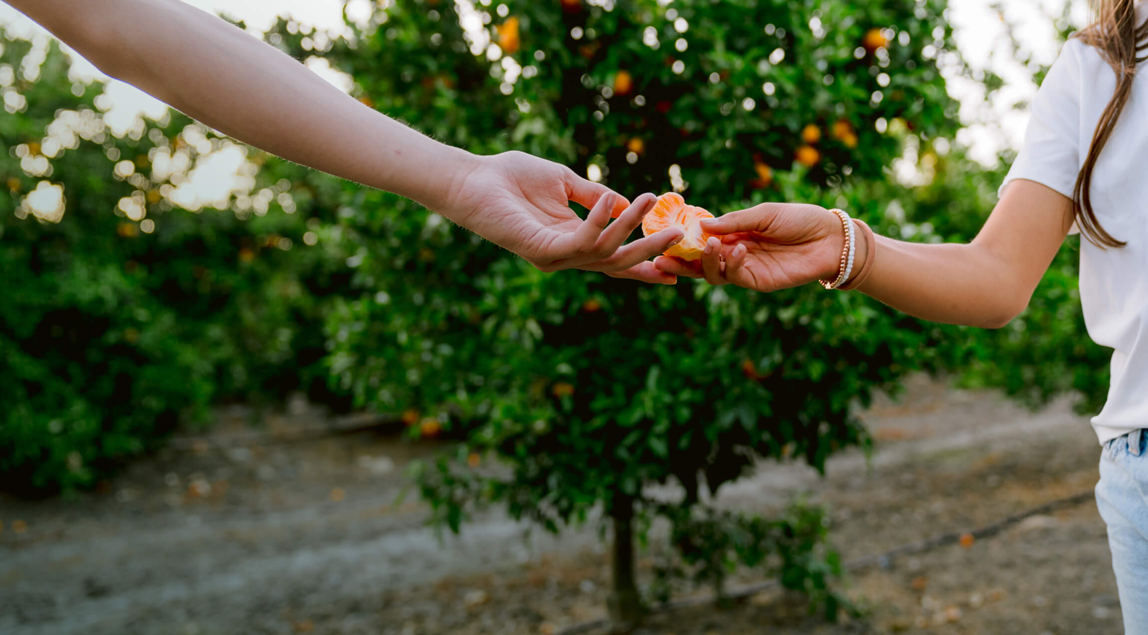 Kings River Packing banner