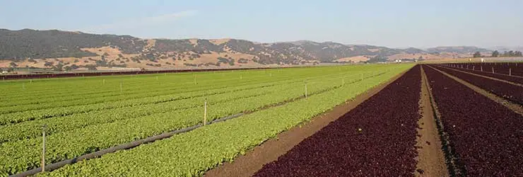 Muzzi Family Farms banner