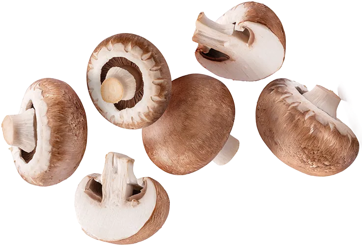 Premier Mushrooms banner