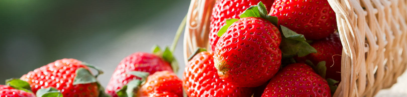 River Fresh Farms banner