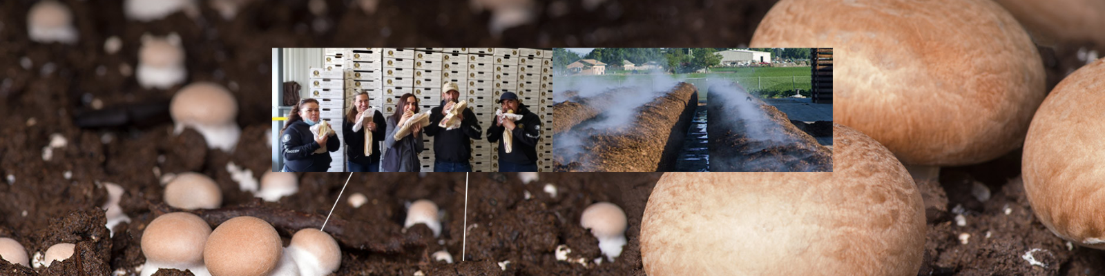 Global Mushrooms banner