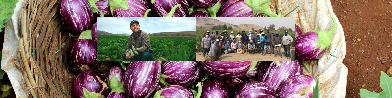 JAS Organics Family Farm banner