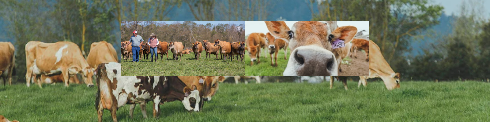 Rumiano Cheese banner